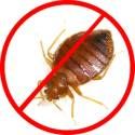 bed bug pest control