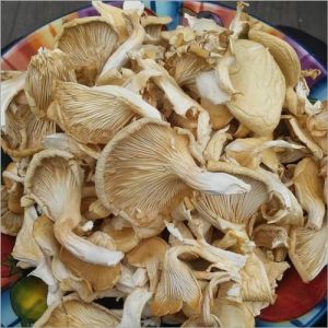 Dried Oyster Mushroom