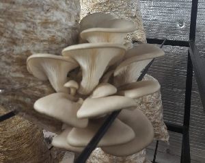 Fresh Oyster Mushroom