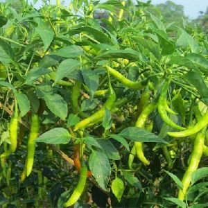 Chilli Plant