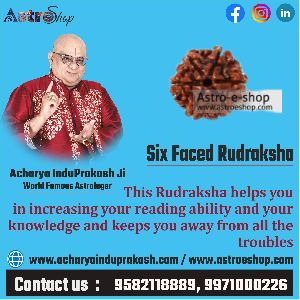 Six faced Rudraksha Astroeshop