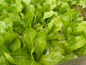 Romaine Lettuce