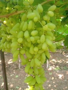 Fresh Grapes