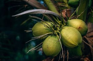 Fresh Green Coconut