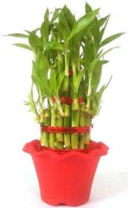 lucky bamboo plant