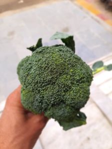 Broccoli