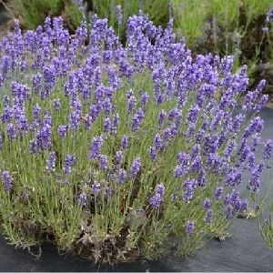 Lavender Plant