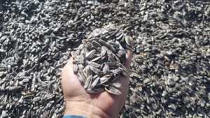 raw sunflower seeds