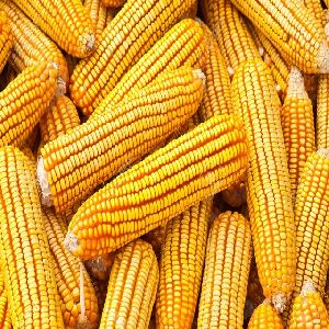 TOP GRADE YELLOW MAIZE