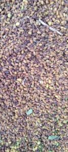 Neem seed clean