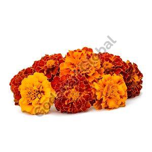 Fresh Marigold Flower