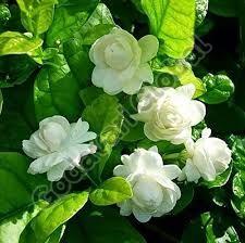 White Arabian Jasmine Flower