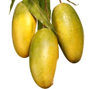 Dasahar AAM (Mango)