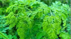 Moringa Leaf