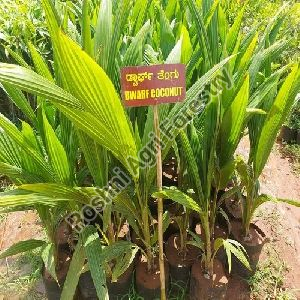 Dwarf Coconut Plant