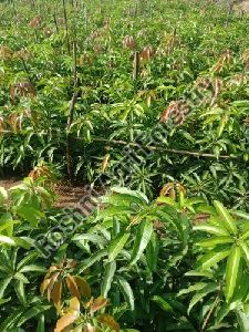 Kesar Mango Plant