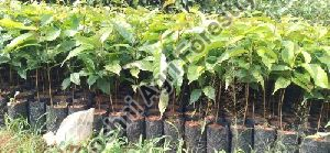 Mahogany Plant