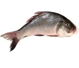 Fresh Katla Fish