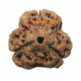 3 Mukhi Rudraksha