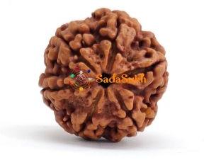 6 Mukhi Rudraksha