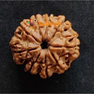 9 Mukhi Rudraksha