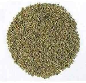 Green Millet Seeds