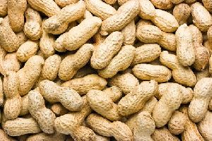 Groundnut