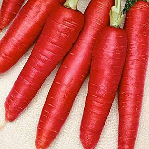 Red Carrot Seeds