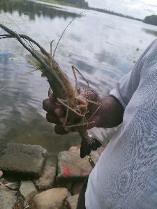 Fresh Prawns