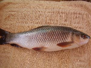 Fresh Rohu Fish