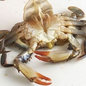 Frozen Cut Crab with Claw
