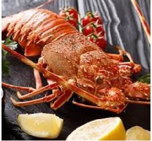 Whole Cooked Deep Sea Lobster