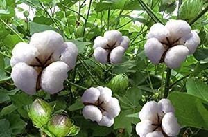 945 HYBRID COTTON SEEDS