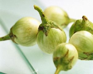 Greenball Brinjal Seeds