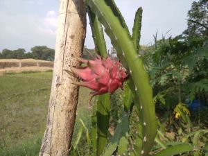 Dragon fruit