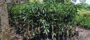 Packet mango plant 3-4 ft