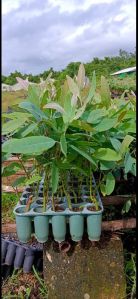 Eucalyptus clone plants