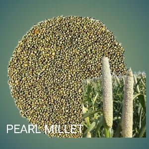 Pearl Millet