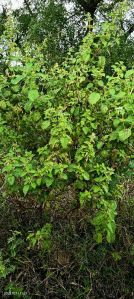 Wild Tulsi oil