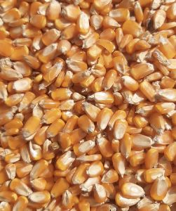 Yellow Maize Seeds