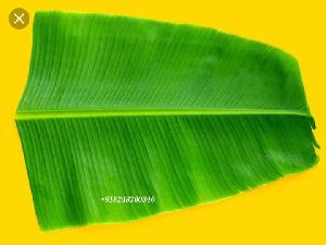 banana leaf 6