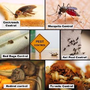 Pest Control Services