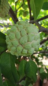 Custard Apple