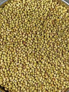 Coriander Seeds