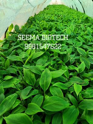 G9 Banana Tissue Culture Plant