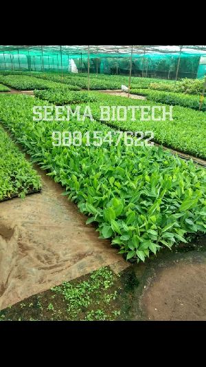 G9 Banana Tissue Culture Plant