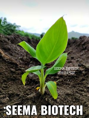 G9 Banana Tissue Culture Plant