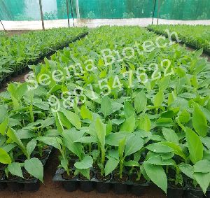 G9 Banana Tissue Culture Plant