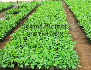 G9 Banana Tissue Culture Plant