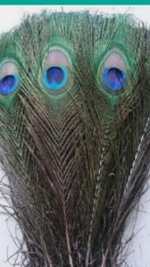 Peacock Feathers